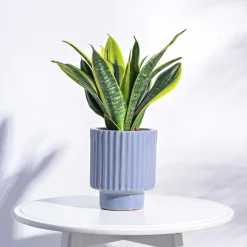 Dark Affinity Ceramic Pot