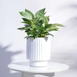 Dark Affinity Ceramic Pot