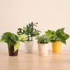 Decorative Indoor Plant Combo - Variegated & Tropical Greens
