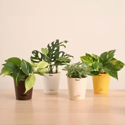 Decorative Indoor Plant Combo - Variegated & Tropical Greens