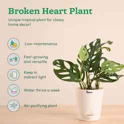 Decorative Indoor Plant Combo - Variegated & Tropical Greens