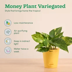 Decorative Indoor Plant Combo - Variegated & Tropical Greens