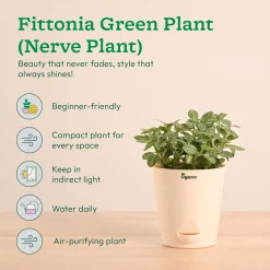 Decorative Indoor Plant Combo - Variegated & Tropical Greens