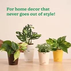 Decorative Indoor Plant Combo - Variegated & Tropical Greens