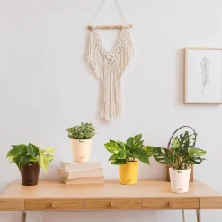Decorative Indoor Plant Combo - Variegated & Tropical Greens