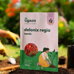 Delonix Regia Seeds (Flamboyant Tree) - 100 g