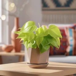 Diamond Ceramic Pot