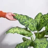 Dieffenbachia Cheetah Plant - XL