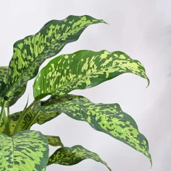 Dieffenbachia Cheetah Plant - XL