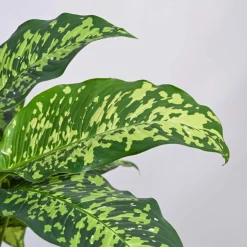 Dieffenbachia Cheetah Plant - XL