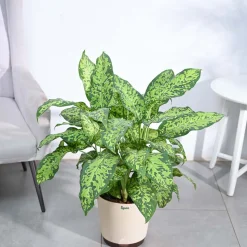 Dieffenbachia Cheetah Plant - XL