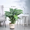 Dieffenbachia Plant XL