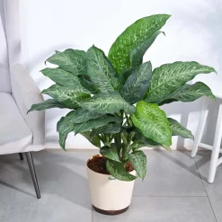 Dieffenbachia Plant XL