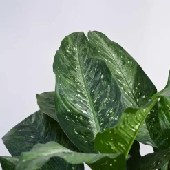 Dieffenbachia Plant XL