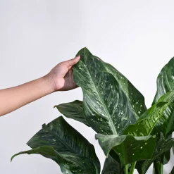 Dieffenbachia Plant XL