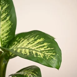 Dieffenbachia Tropic Snow Plant - Large