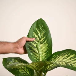 Dieffenbachia Tropic Snow Plant - Large