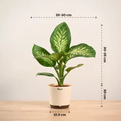 Dieffenbachia Tropic Snow Plant - Large