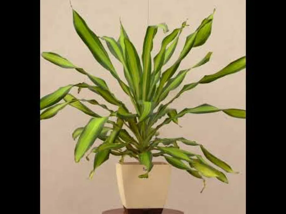 Draceana Dara Singh - XL