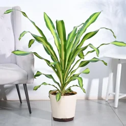 Draceana Dara Singh - XL