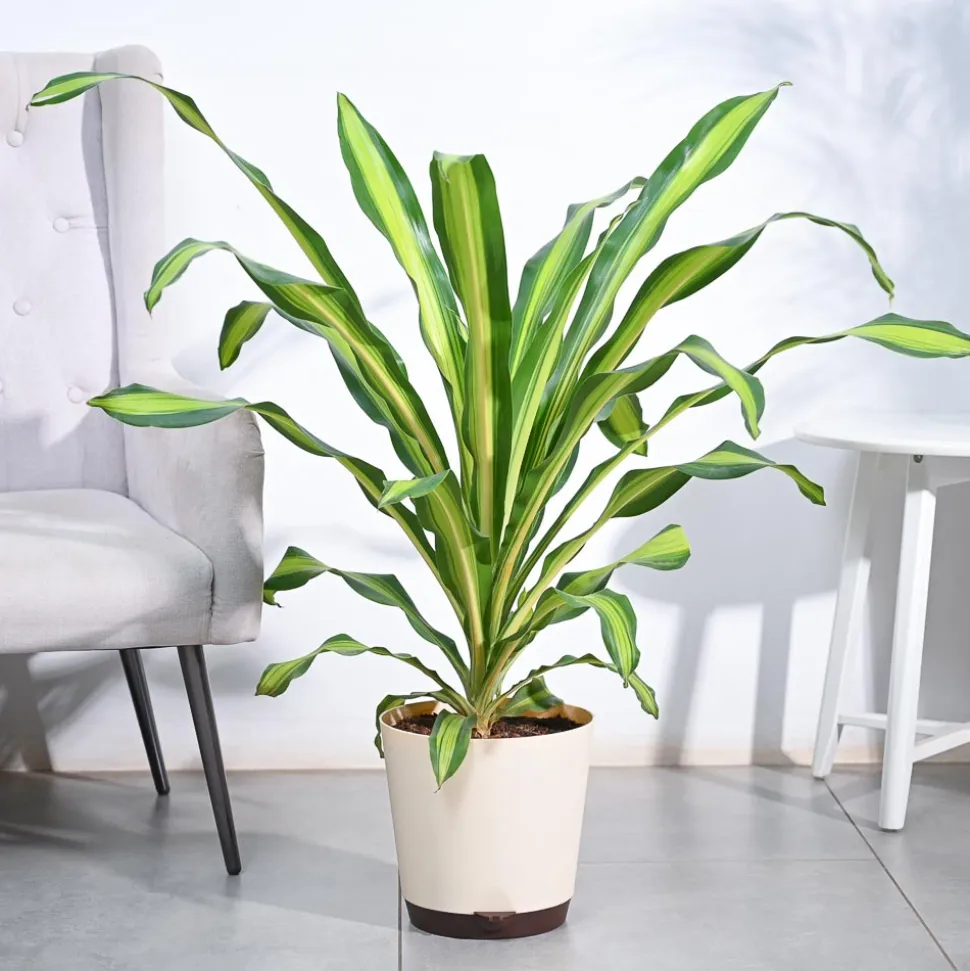 Draceana Dara Singh - XL