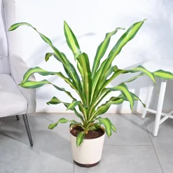 Draceana Dara Singh - XL
