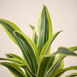 Dracena Lemon Lime Plant - Large