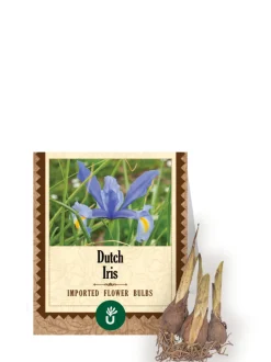 Dutch Iris Bulbs