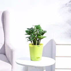 Dwarf ZZ Plant