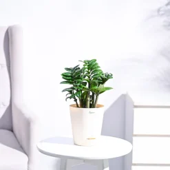 Dwarf ZZ Plant