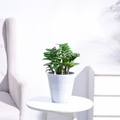 Dwarf ZZ Plant