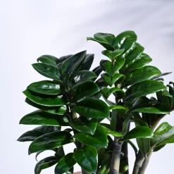 Dwarf ZZ Plant