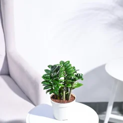 Dwarf ZZ Plant