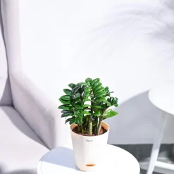 Dwarf ZZ Plant