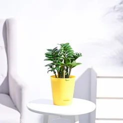 Dwarf ZZ Plant