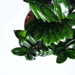 Dwarf ZZ Plant