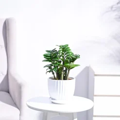 Dwarf ZZ Plant