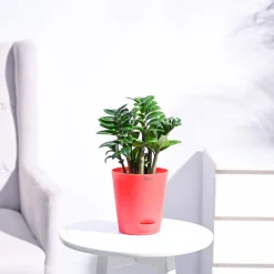Dwarf ZZ Plant