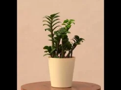 Dwarf ZZ Plant