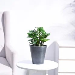 Dwarf ZZ Plant
