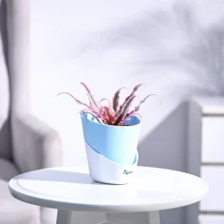 Earth Star Plant - Pink