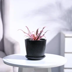 Earth Star Plant - Pink