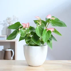 Echoing Eternity Ceramic Planter