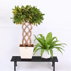 Elevate Plant Stand Set of 2