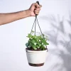 English Ivy Plant In Hanging Planter