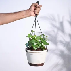 English Ivy Plant In Hanging Planter