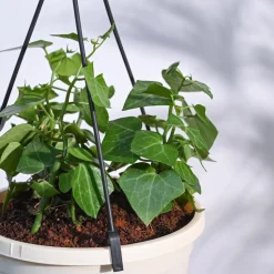 English Ivy Plant In Hanging Planter