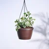 English Ivy Variegated In Hanging Planter