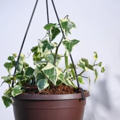 English Ivy Variegated In Hanging Planter