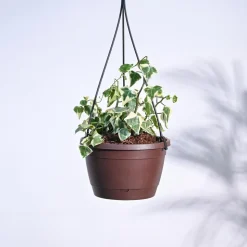English Ivy Variegated In Hanging Planter